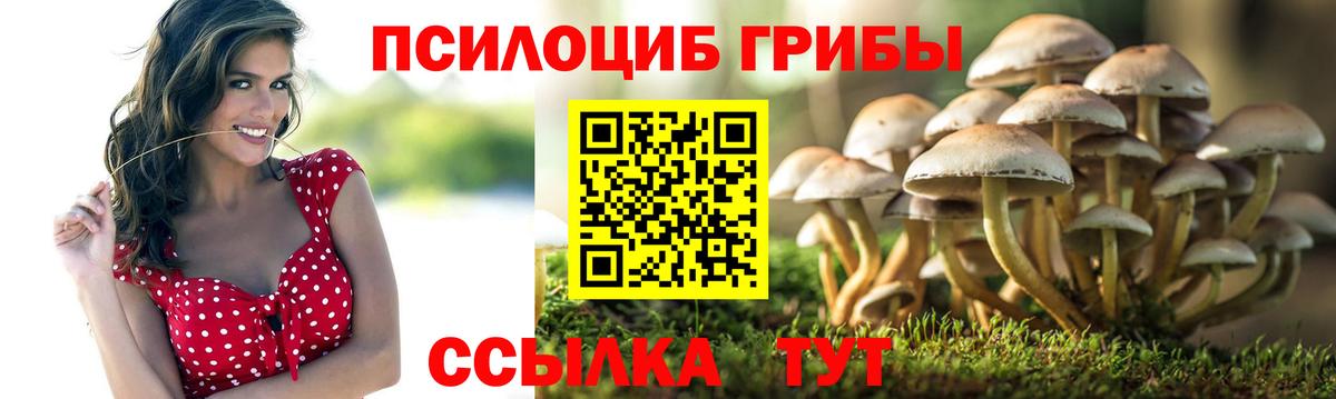 Галлюциногенные грибы Psilocybe Петрозаводск